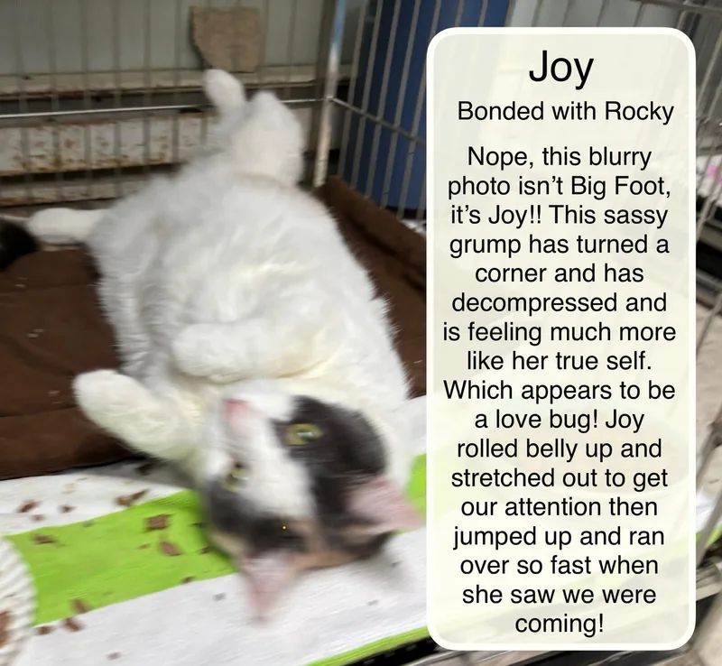 Joy and Rocky thumbnail 2
