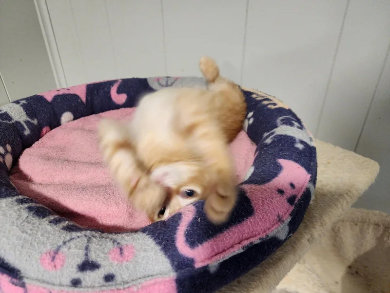 A baby medium-sized male Orange / Red Domestic Short Hair cat named Owen for adoption in Wheaton, IL