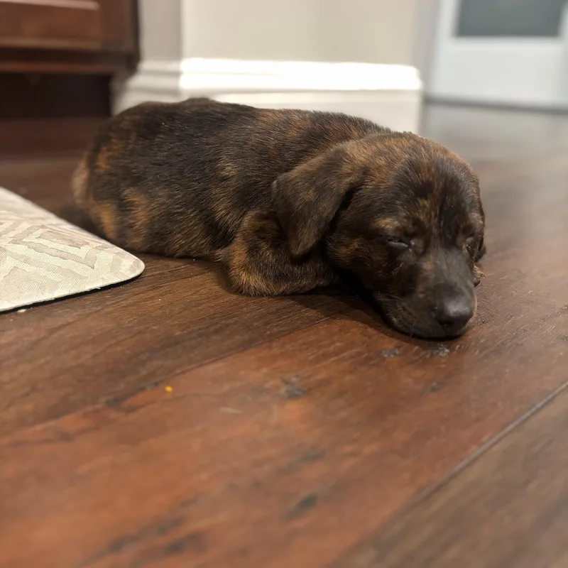 A baby medium-sized male Brindle Labrador Retriever dog named Tucker for adoption in Plainfield, IL