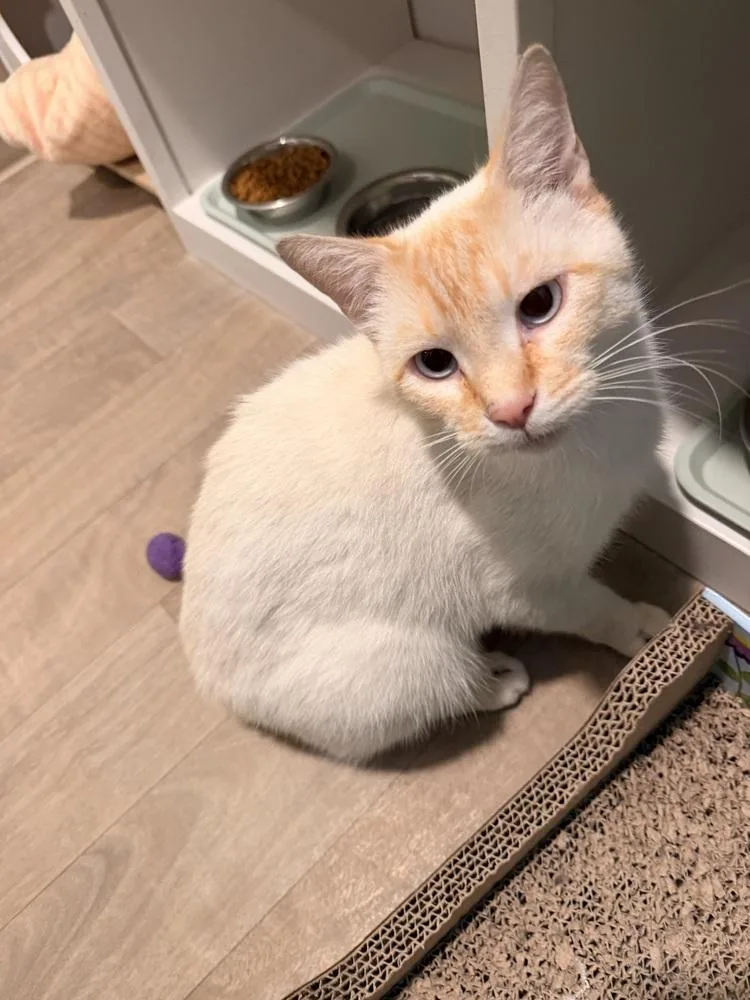 An adult large-sized male Orange & White Domestic Short Hair cat named Burt for adoption in Vancouver, WA