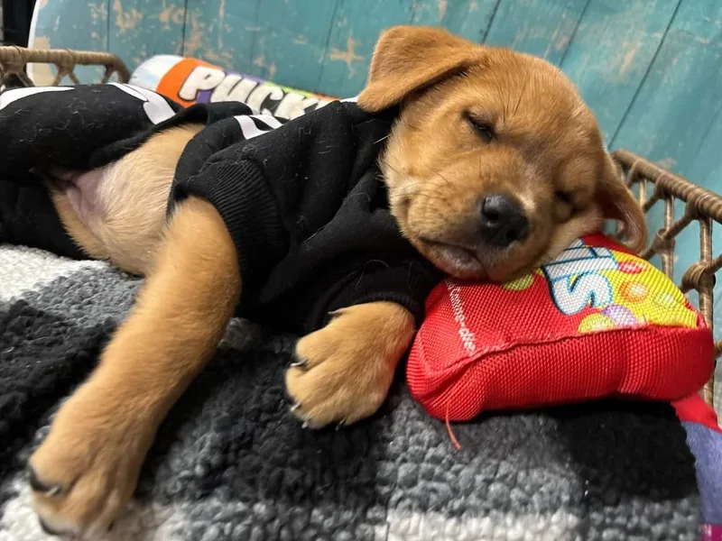 A baby large-sized female Mixed Breed dog named SweeTart for adoption in Dorr, MI