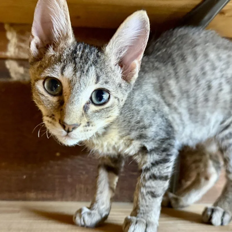 A baby small-sized male Gray / Blue / Silver Domestic Short Hair cat named Moose for adoption in Livingston, TX