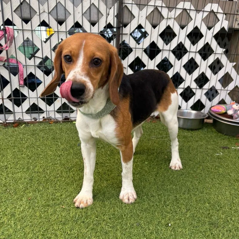 An adult small-sized female Yellow / Tan / Blond / Fawn Beagle dog named Billie howlish for adoption in LOXAHATCHEE, FL