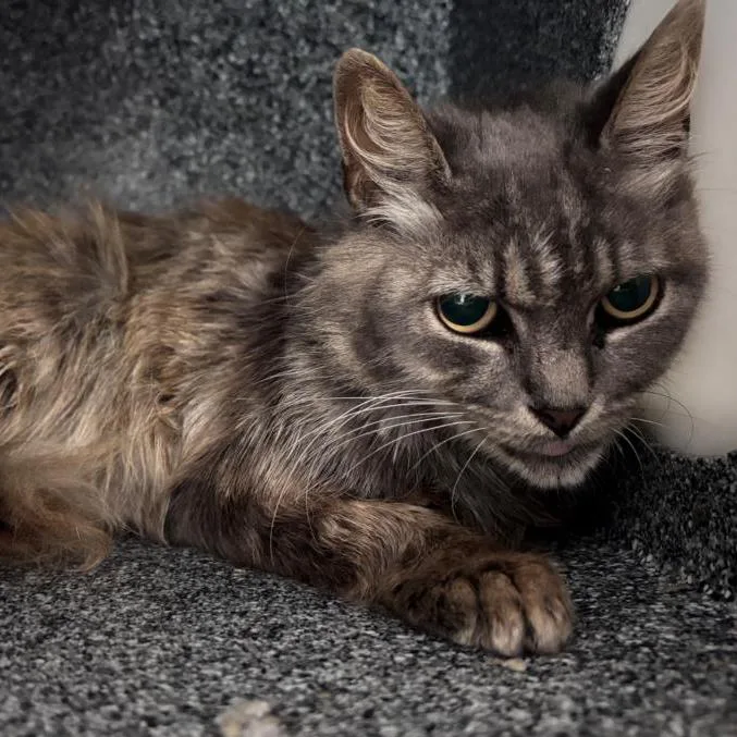A senior medium-sized female Gray / Blue / Silver Domestic Short Hair cat named Fiesta for adoption in Houston, TX