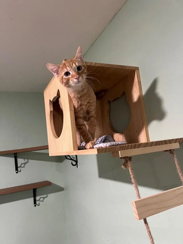 A baby small-sized male Domestic Short Hair cat named Charlie Woods for adoption in Labelle, FL
