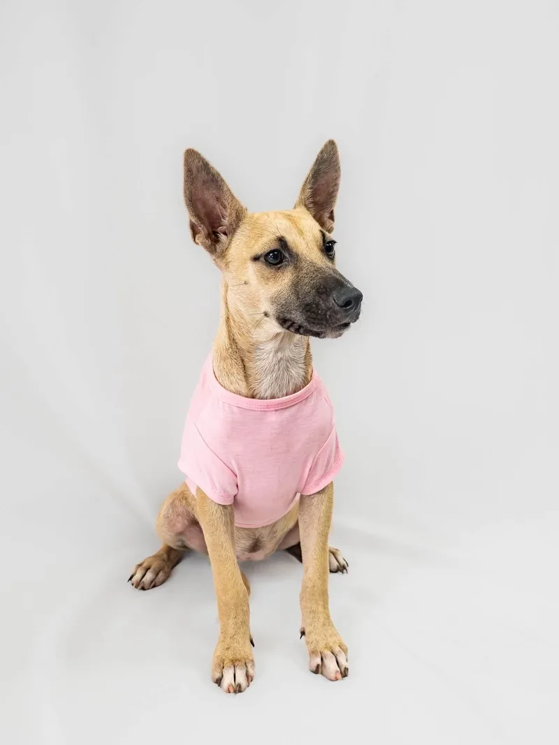 A baby small-sized female Mixed Breed dog named Eva for adoption in Griswold, CT