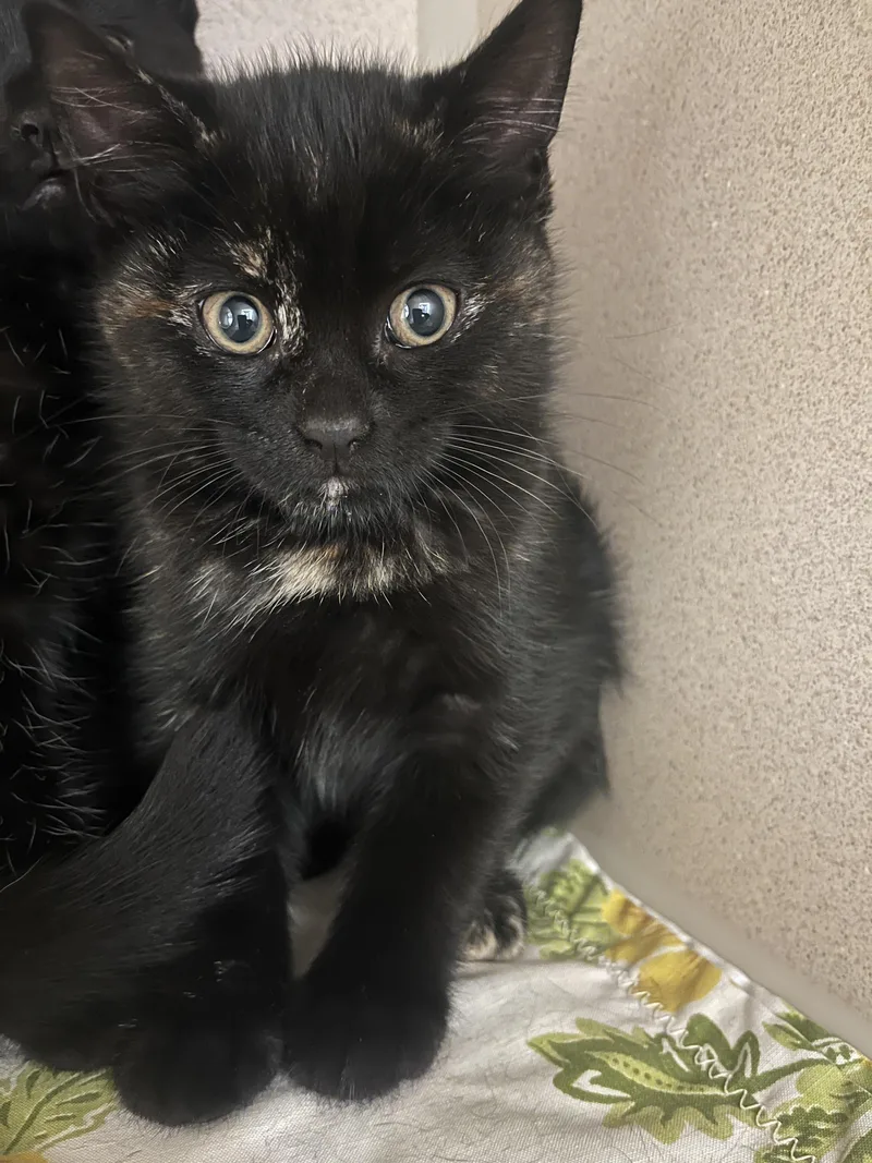 A young small-sized female Domestic Short Hair cat named Liberty for adoption in Quakertown, PA
