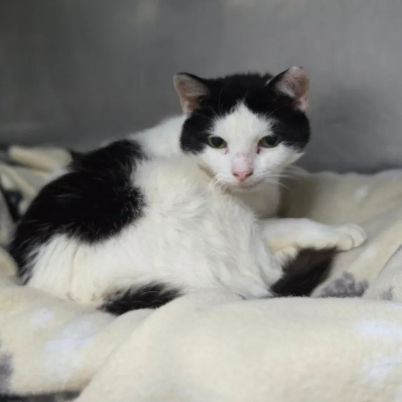 A senior medium-sized female White Domestic Short Hair cat named Baby Girl Mako for adoption in San Jacinto, CA