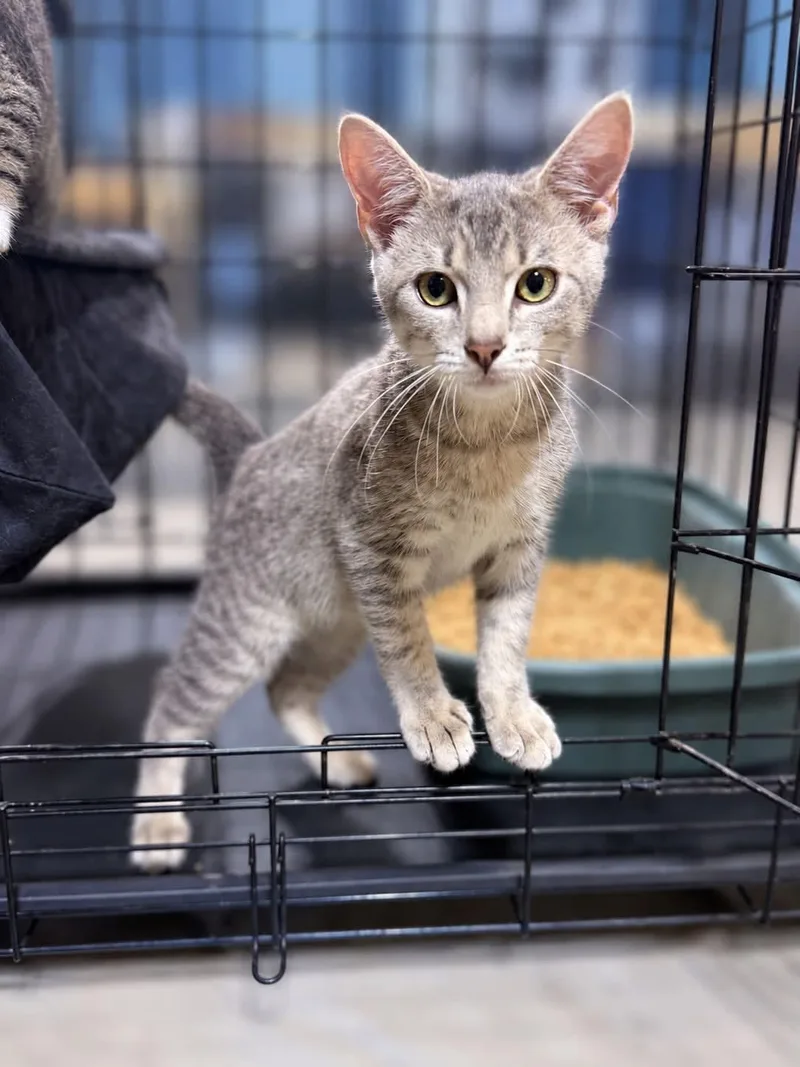 A baby medium-sized male Domestic Short Hair cat named Leonard for adoption in Salamanca, NY