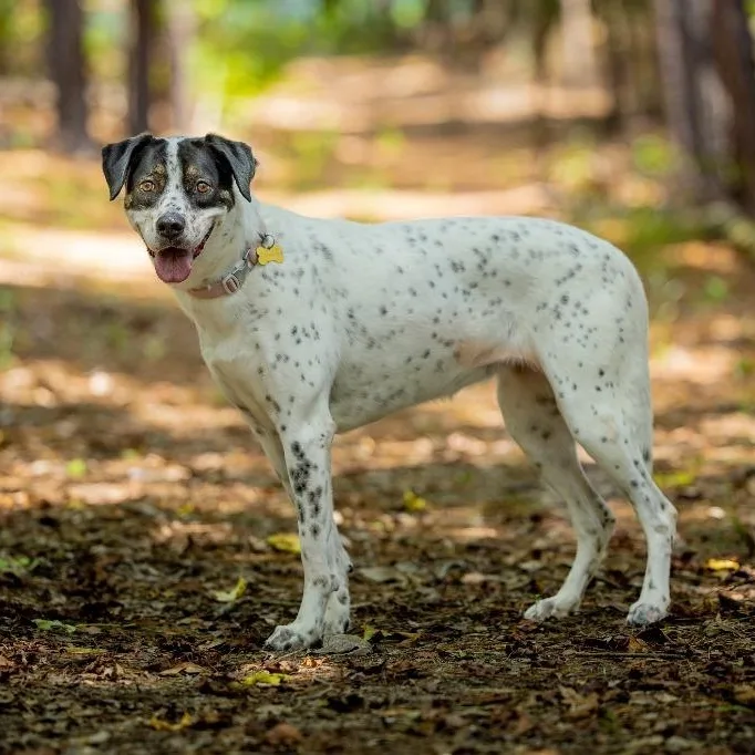 Dahlia Aka Dottie thumbnail 2