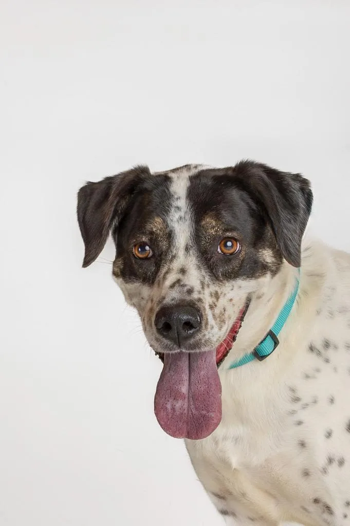 Dahlia Aka Dottie thumbnail 3