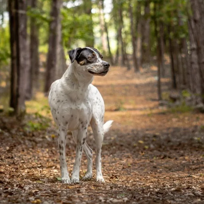 Dahlia Aka Dottie thumbnail 4