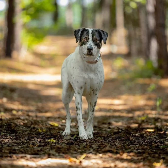 Dahlia Aka Dottie thumbnail 5