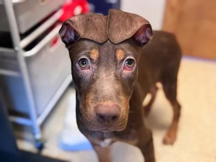 A baby medium-sized male Mixed Breed dog named Bubbles for adoption in Newberg, OR