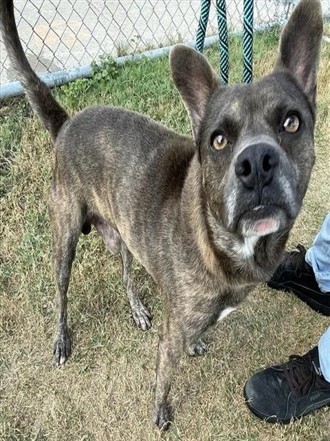 A young medium-sized male Rat Terrier dog named Osborne for adoption in Corpus Christi, TX