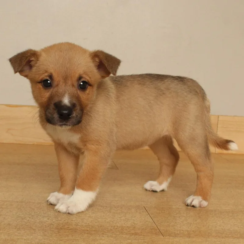 A baby medium-sized female Pit Bull Terrier dog named Treat D for adoption in Minnetonka, MN