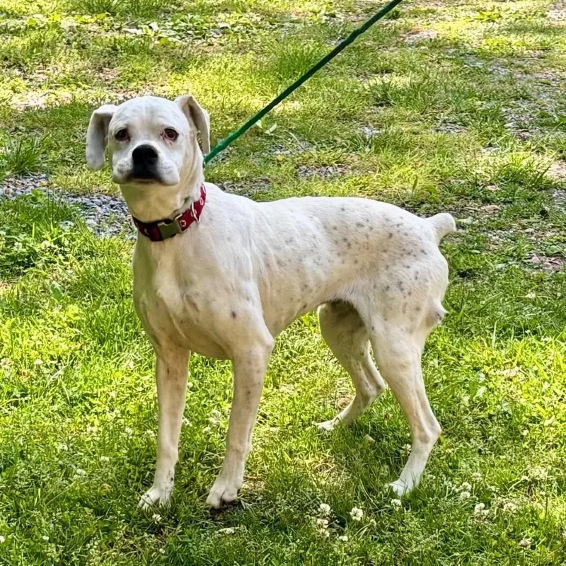 An adult medium-sized female White / Cream Boxer dog named Molly for adoption in Charlottesville, VA