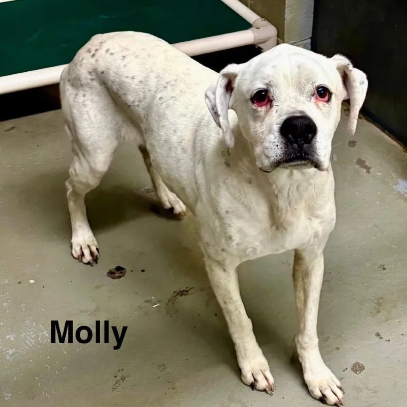 Molly thumbnail 5
