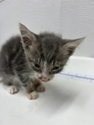 A baby small-sized male Domestic Short Hair cat named Dip for adoption in West Chester, PA