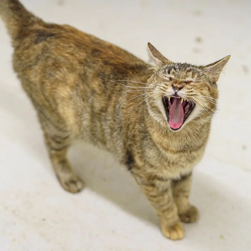 An adult medium-sized female Torbie cat named Mia for adoption in LAMPASAS, TX