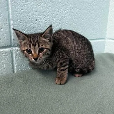 A baby small-sized female Gray / Blue / Silver Domestic Short Hair cat named Egg for adoption in Spruce Pine, NC