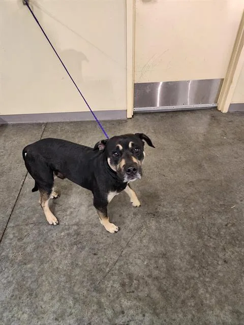 An adult medium-sized male Pit Bull Terrier dog named Dugtrio for adoption in Tustin, CA