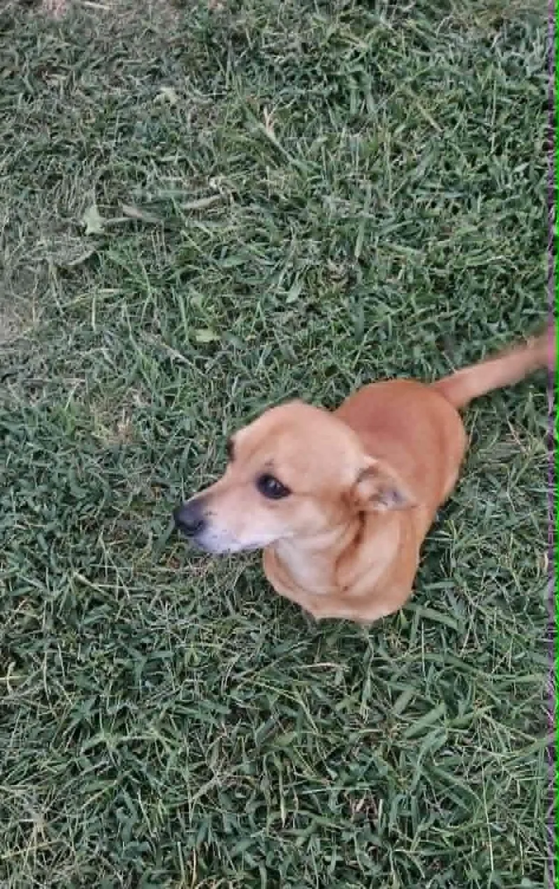 An adult small-sized female Chihuahua dog named Violet for adoption in Media, PA