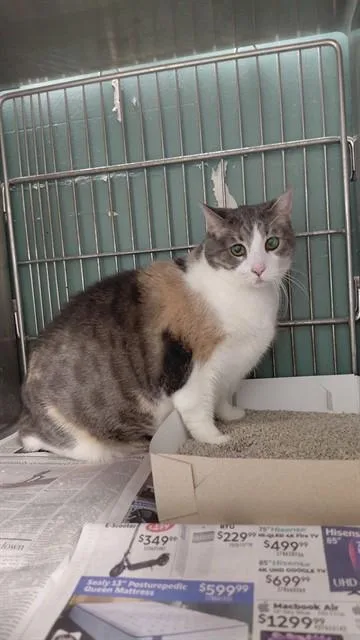 A senior medium-sized female Domestic Short Hair cat named Luna for adoption in Baldwin Park, CA