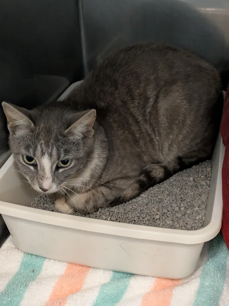An adult medium-sized female Tabby (Gray / Blue / Silver) Domestic Short Hair cat named Willow for adoption in Bedford, VA