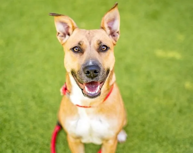 A young medium-sized female Pit Bull Terrier dog named Carly for adoption in San Jose, CA