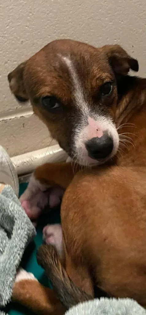 A baby medium-sized male Mixed Breed dog named Hyde for adoption in Ocala, FL