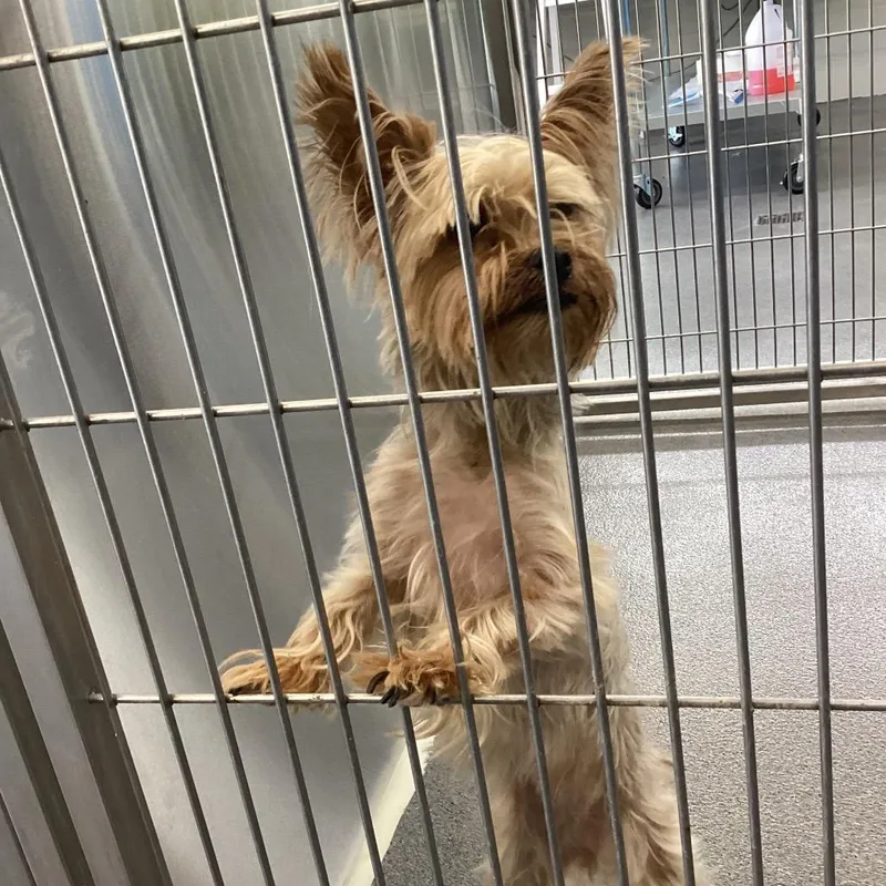An adult small-sized female Yellow / Tan / Blond / Fawn Yorkshire Terrier dog named Daffy for adoption in Montgomery, AL