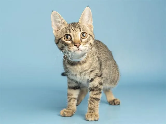 A baby small-sized female Domestic Short Hair cat named Beanie Baby for adoption in Phoenix, AZ