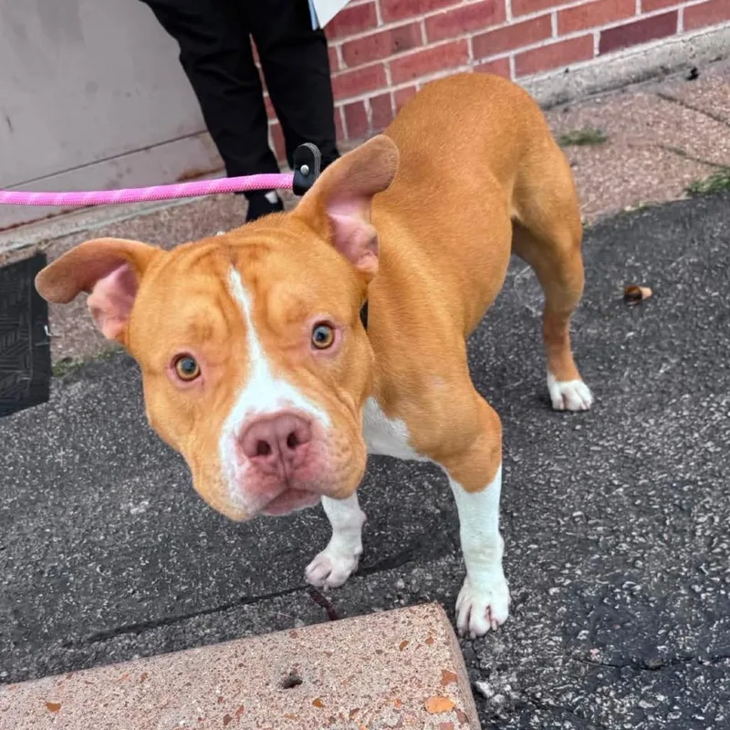 A young medium-sized male American Staffordshire Terrier dog named Chuck for adoption in O'Fallon, MO