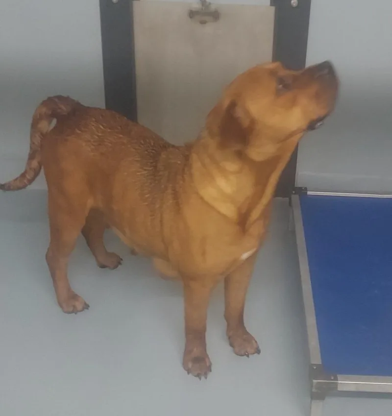 An adult large-sized female Mixed Breed dog named Bella for adoption in Cartersville , GA