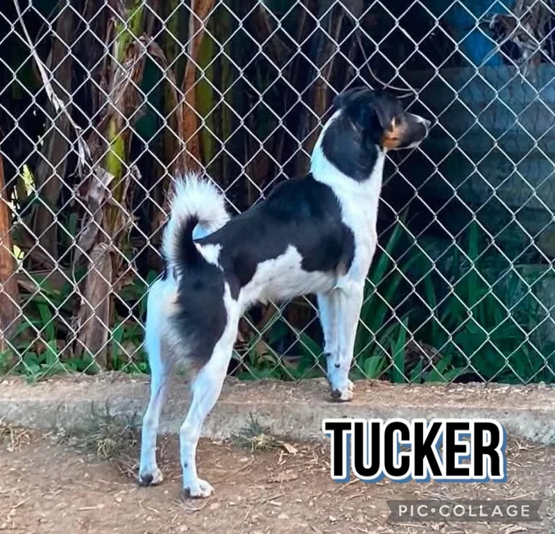 Tucker