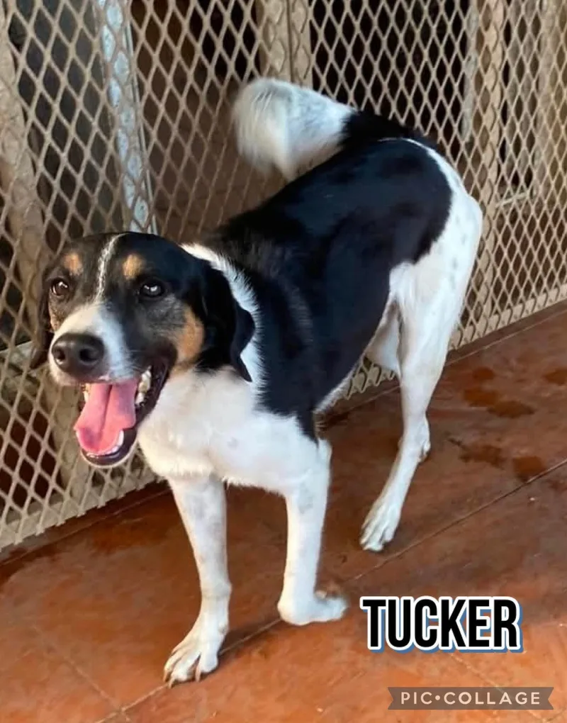Tucker thumbnail 2