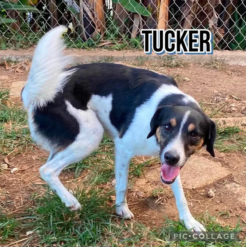 Tucker thumbnail 3