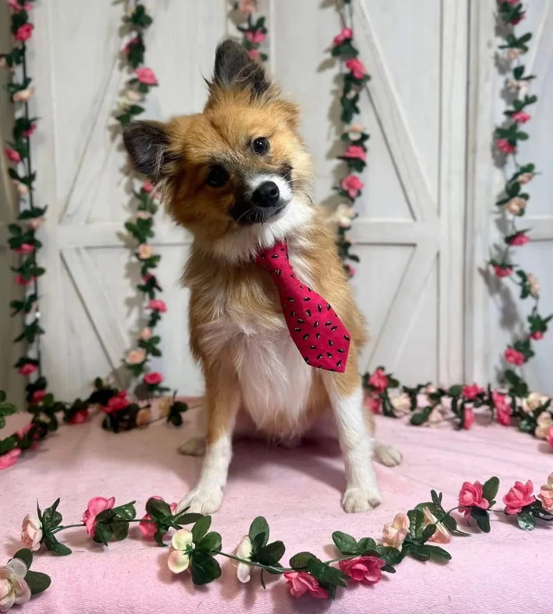 A baby small-sized male Pomeranian dog named Mack for adoption in New Stanton, PA