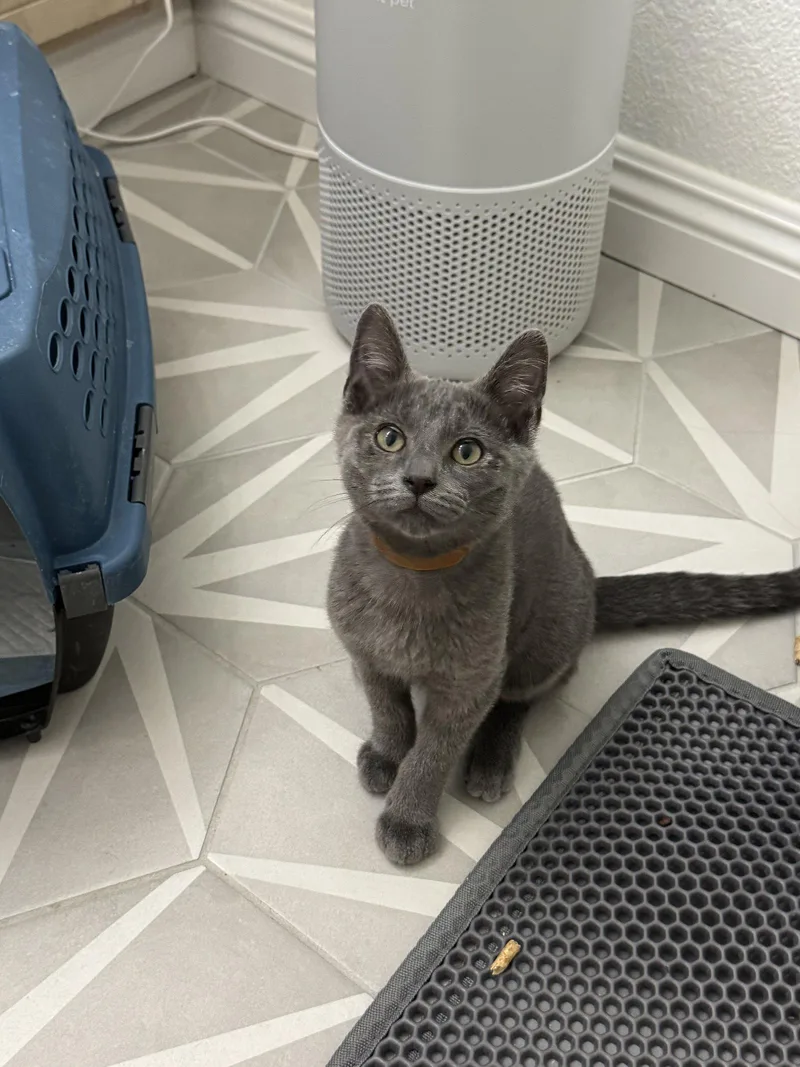 A baby medium-sized male Domestic Short Hair cat named Alan Boy for adoption in San Jose, CA