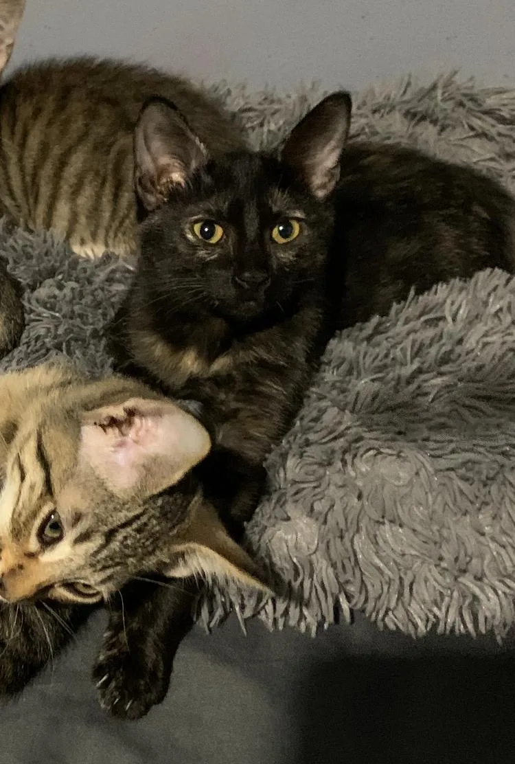 A baby small-sized female Tortoiseshell Domestic Short Hair cat named Annabelle for adoption in Los Angeles, CA