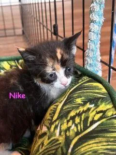 A baby medium-sized female Tortoiseshell Domestic Short Hair cat named Nike for adoption in Carneys Point, NJ