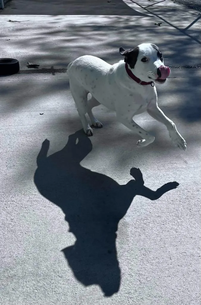 A baby medium-sized female Cattle Dog dog named Mindy for adoption in Blountville, TN
