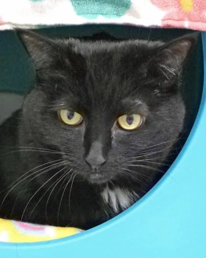 A senior medium-sized female Domestic Short Hair cat named Cinder for adoption in Fishers, IN