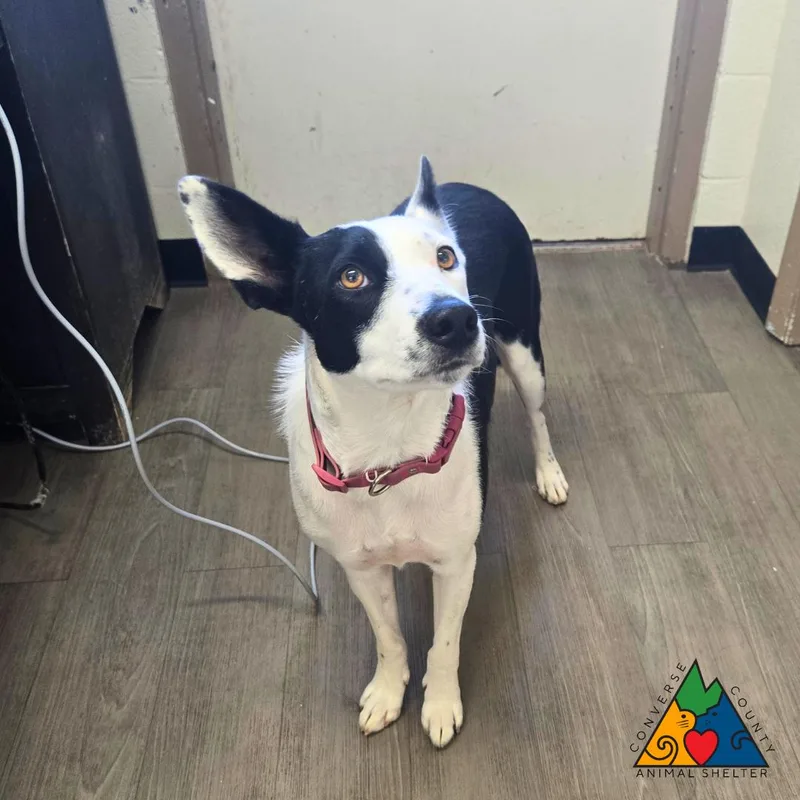 An adult medium-sized female Black Border Collie dog named Cj for adoption in Douglas, WY