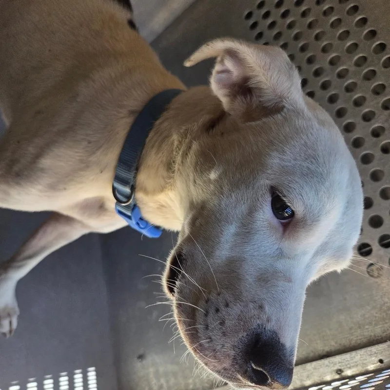 A young medium-sized female White / Cream Mixed Breed dog named Strayjoyroad for adoption in Columbus, GA