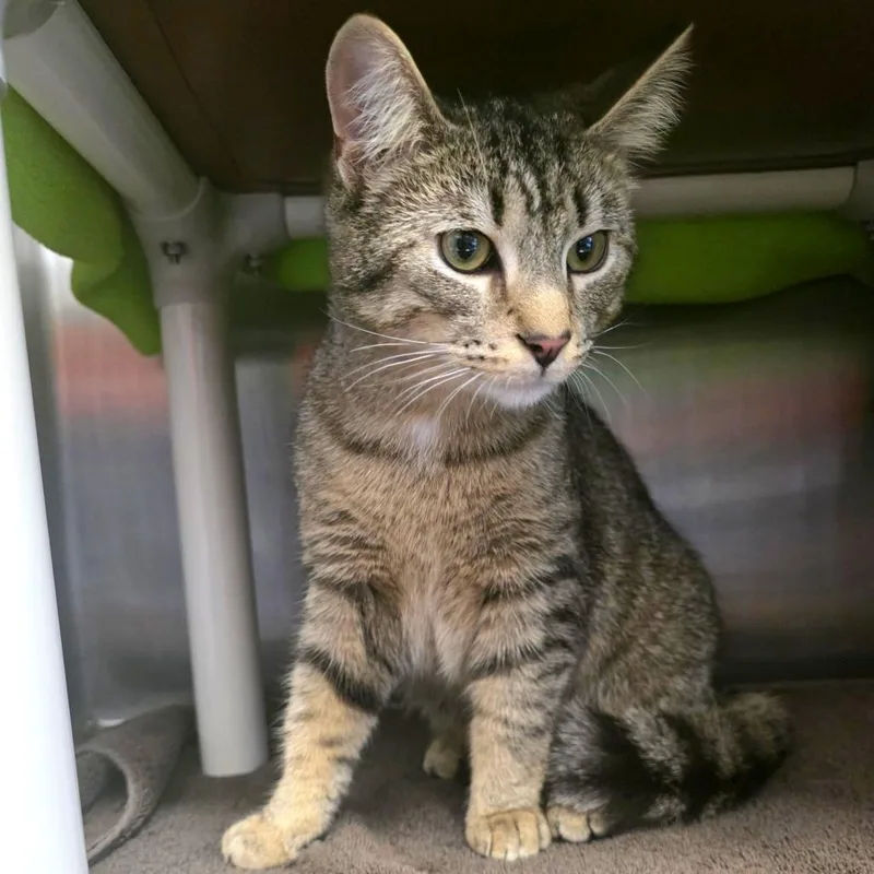 A young medium-sized male Brown / Chocolate Domestic Short Hair cat named Chili Mac for adoption in Fort Wayne, IN