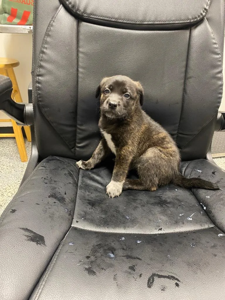 A baby medium-sized female German Shepherd Dog dog named Fergie for adoption in Seven Points, TX