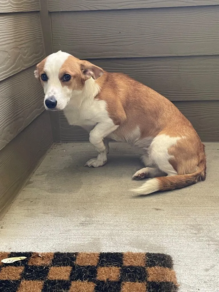A young medium-sized female Corgi dog named Dumpling for adoption in Clarksville, TN