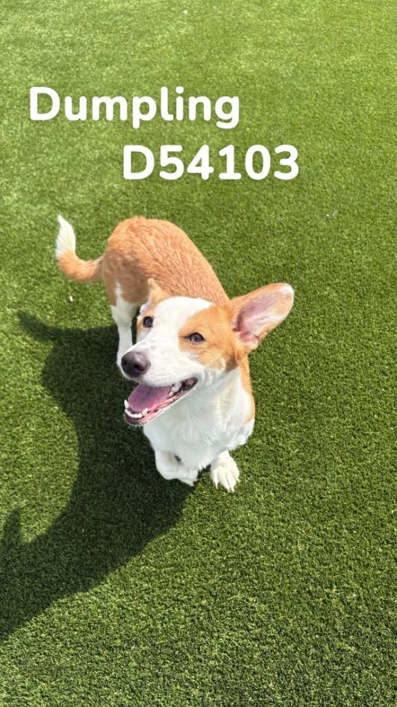 Dumpling thumbnail 2